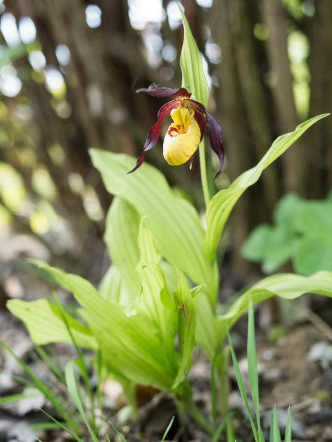 Ferienhaus Blumenparadies ชไตนซ์ ภายนอก รูปภาพ