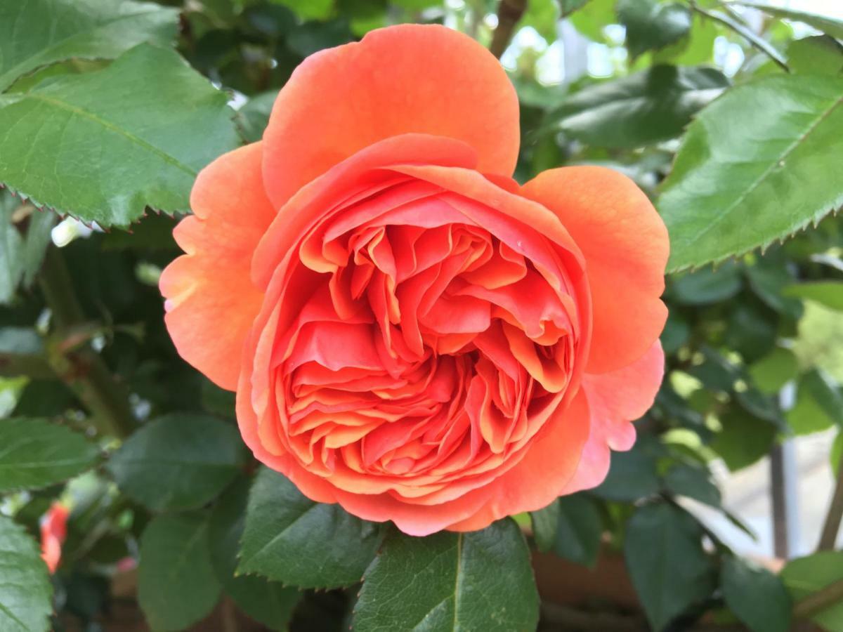 Ferienhaus Blumenparadies ชไตนซ์ ภายนอก รูปภาพ