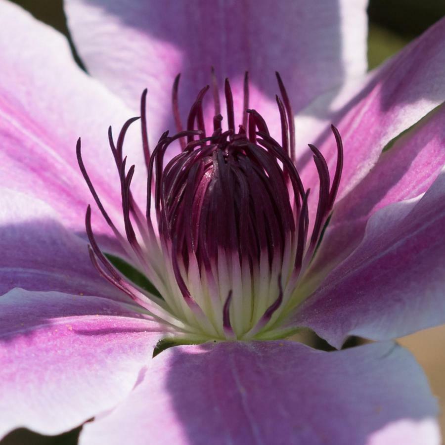 Ferienhaus Blumenparadies ชไตนซ์ ภายนอก รูปภาพ
